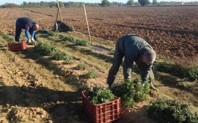 El paro baja en el mes de agosto en Arcos